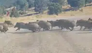 Konya'nın o bölgesini domuz sürüsü bastı!