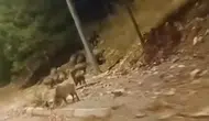 Konya'nın o bölgesinde domuz sürüsü yok kenarına indi!
