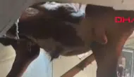 Evin çatısına düşen dana, delinen tavanda asılı kaldı