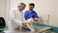 Hayvan hastanesinde 21 bin veterinerlik hizmeti verildi