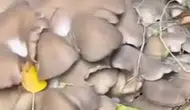 Konya’da böylesi görülmedi: Tek kökten tam 16 kilo çıktı!