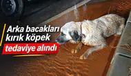 Arka bacakları kırık köpek tedaviye alındı