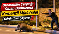 Otomobilin Çarptığı Yaban Domuzuna Kementli Müdahale! Görüntüler Şaşırttı
