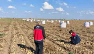 Konya'da bereket toprağın altından çıkıyor: Hasat başladı!