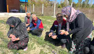 Konya’da safran üretiliyor: Üretici sorunları masaya yatırıldı!