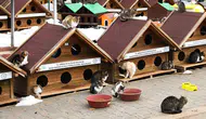 Konya'da kedi yavrularının bakımı barınakta yapılacak