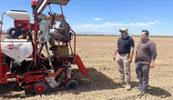 Konya’da “Smart Corn” atağı: Kuraklığa dayanıklı mısır için deneme başladı!