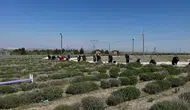 Konya'nın mor cenneti turizm sezonuna hazırlanıyor: Fotoğraf tutkunlarının adresi olacak!