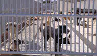 Konya'da bir kişiyi ısıran köpeğin sahibine 108 bin lira ceza