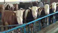 Kurban kesiminde bulaş uyarısı: Bu hastalıklara dikkat