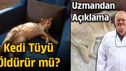Kedi tüyü öldürür mü? Uzmandan açıklama