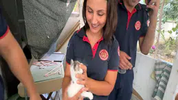 Başını sıkıştıran yavru kediyi itfaiye kurtardı