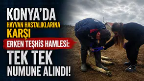 Konya'da hayvan hastalıklarına karşı erken teşhis hamlesi: Tek tek numune alındı!