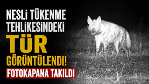 Nesli tükenme tehlikesindeki tür görüntülendi!