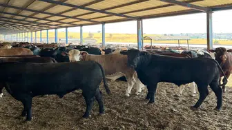 Konya'da hayvan sağlığında titiz çalışma: Müdürlük iş başında!