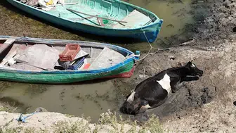 Çamura saplanan inek kurtarıldı