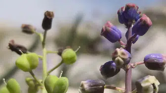 Konya’da yeni bitki türü keşfedildi