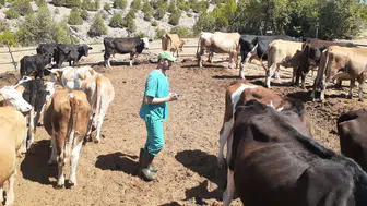 Konya'da ahırlarda mücadele sürüyor! Ekipler aşılama yapıyor