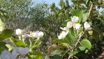 Mevsimler karıştı: Konya'da elma hasadı yerine çiçeklenmeye başladı!