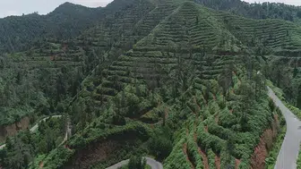 Yangın sonrası ağaçlandırmada hata felaket getirir