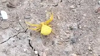 Sarı yengeç örümceği Konya'da paniğe neden oldu