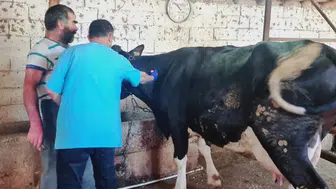 Konya'da şap hastalığı mücadelesi sürüyor!