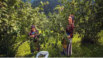 Fındık hasadında gizli tehlike