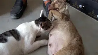 Depremzede köpek, Çöpte bulunan kediye anne oldu