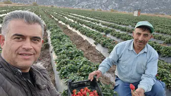 48 milyon çilek fidesiyle Konya şaha kalktı: Çiftçi gelirini artırdı!