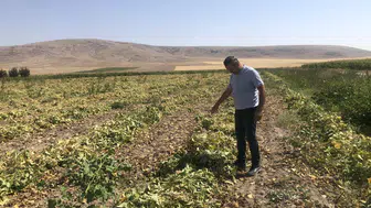Kuru fasulyede altın çağ başlıyor: Konya'da hasat başladı!