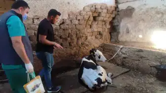 Konya Büyükşehir’den kırsalda hayvancılığa eğitim seferberliği