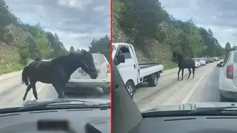 Başıboş atlar, trafiği tehlikeye soktu