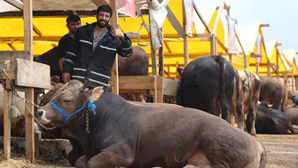 Bakan Yumaklı'dan satılmayan kurbanlıklarla alakalı büyük müjde!