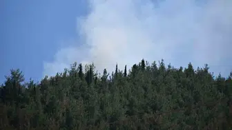 Manisa'da orman yangını çıktı