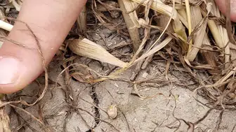 Selçuklu’da bitkilere musallat olan canlı yakayı ele verdi!