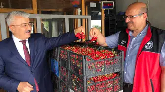 Konya'nın kiraz merkezinde kritik verim denetimi!