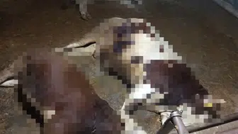 Konya korkunç kaza: 7 hayvan telef oldu!