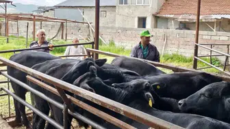Konya'ya giren ithal hayvanlarda sıkı denetim!