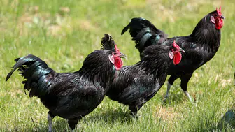 Gerze horozunun genetik mirası Konya'da korunuyor