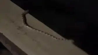 Konya'nın o bölgesini yılanlar bastı!