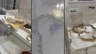 Evde izinsiz beslenen 42 yılana el konuldu