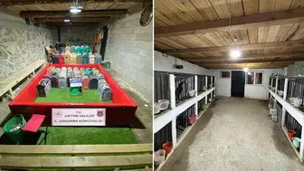 Horoz dövüşü operasyonu