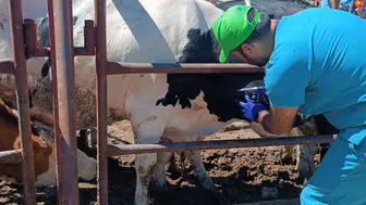 Konya'da tüm hayvanlar kapsamlı taramadan geçiyor!