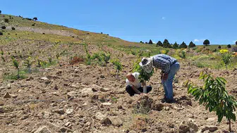 Kiraz fidanları için seferberlik: Zararlılara karşı sahada etkin mücadele!