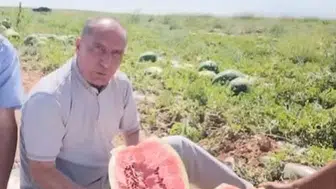 Konya'nın karpuzları hasat edildi: İlk tadım yapıldı!