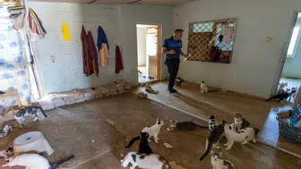 ‘Çöp ev’ ihbarın giden ekipler adreste 100 kedi buldu