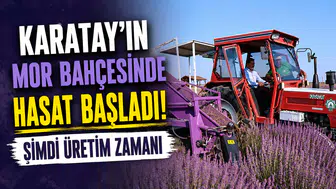 Karatay’ın mor bahçesinde hasat başladı! Şimdi üretim zamanı