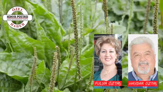 SİĞİLOTU (PLANTAGO SP), TIBBİ VE FARKOLOJİK ÖZELLİKLERİ