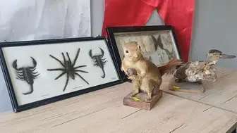 İş yerinde hayvan tahnitlerini satarken yakalandı