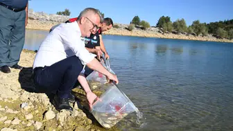 Seydişehir’de göllere 500 bin sazan yavrusu bırakıldı!